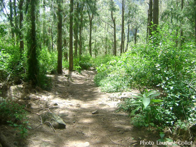 Le bois de filaos avant l'arrivée à la Rivière des Galets