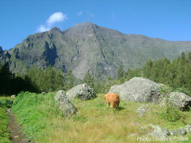 La remontée vers la Plaine des Tamarins. Le Grand Bénare à l'horizon