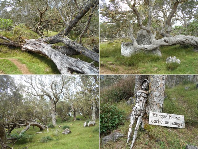 Nouvelle traversée de la Plaine des Tamarins avant la montée au Col des Bœufs