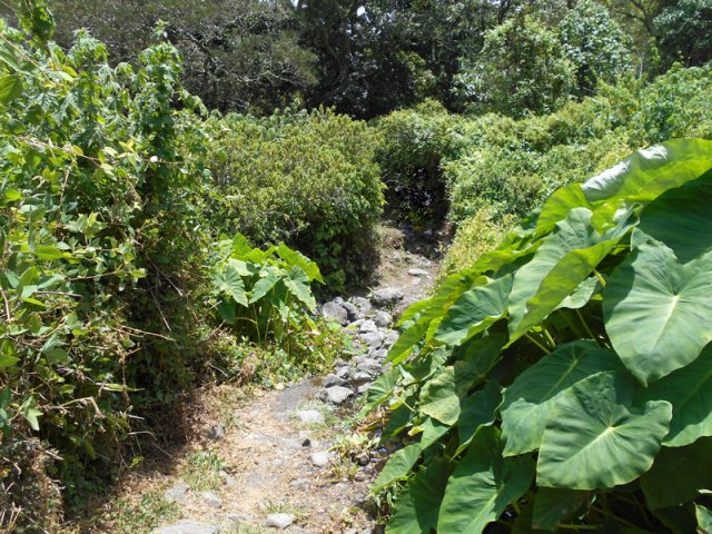 Les taros entourant la Ravine de Marla à la sortie de l'îlet