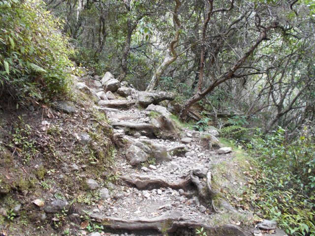 La remontée vers la Plaine des Tamarins est tout en marches de bois ou de roches