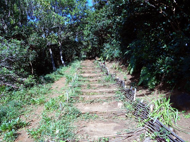 Les fascines de goyavier ont un peu vieilli mais retiennent encore la terre