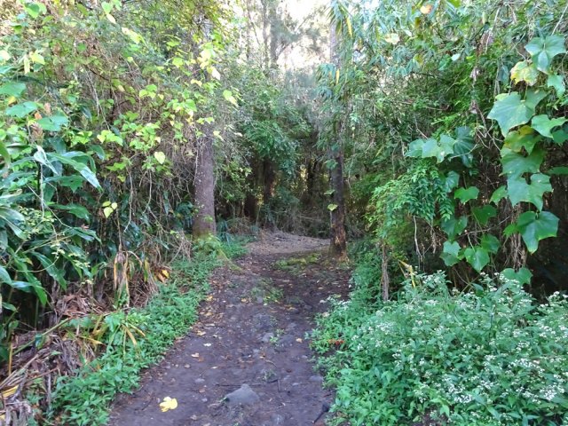 Départ dans les filaos et chouchous sauvages