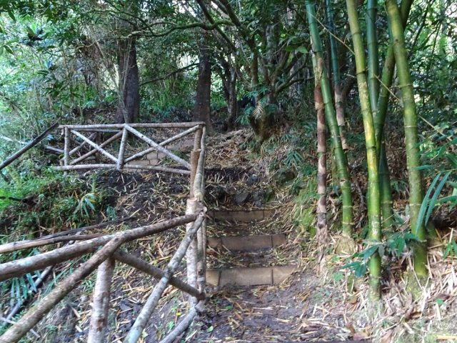 Petite grimpette sous les bambous