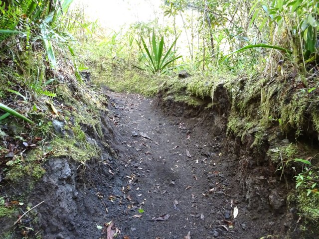 Les multiples passages ont bien creusé le sentier