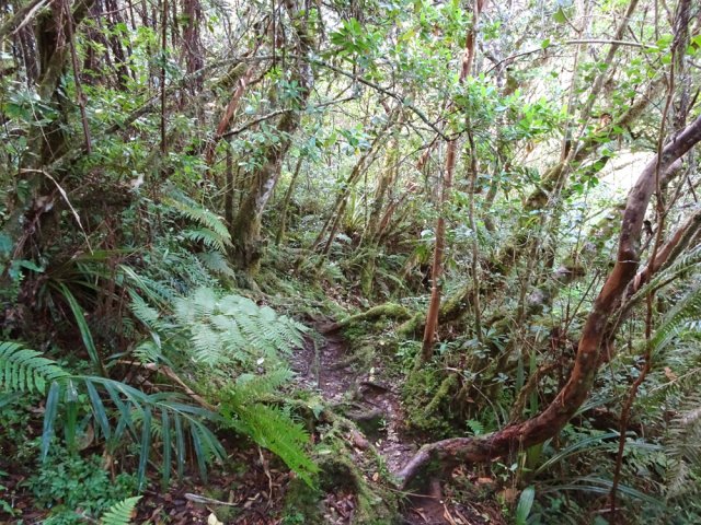 La forêt dans laquelle Anchaine chassait le merle pour se nourrir
