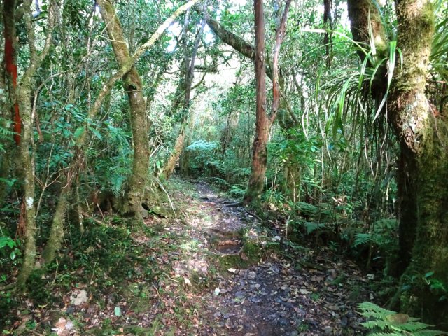 Belle forêt de bois de couleurs avant de quitter le plateau
