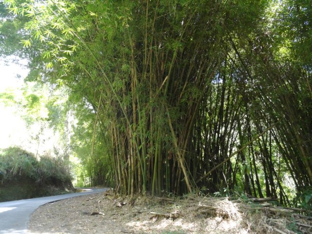 Grosses touffes de bambous le long de la petite route