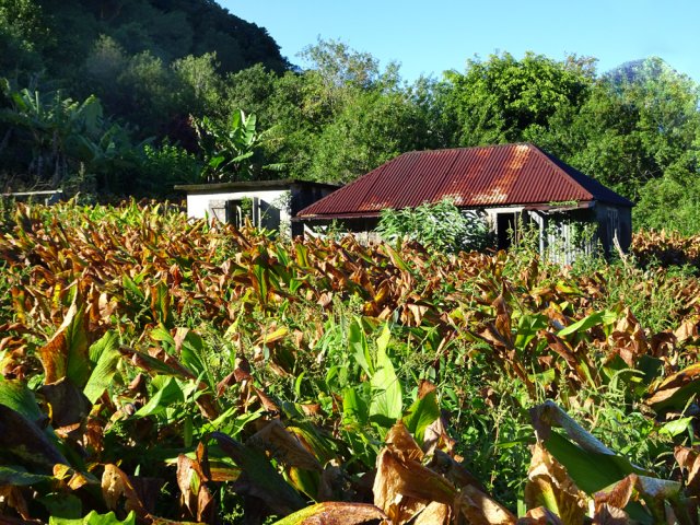 Une vieille case au milieu d'un champ de curcuma