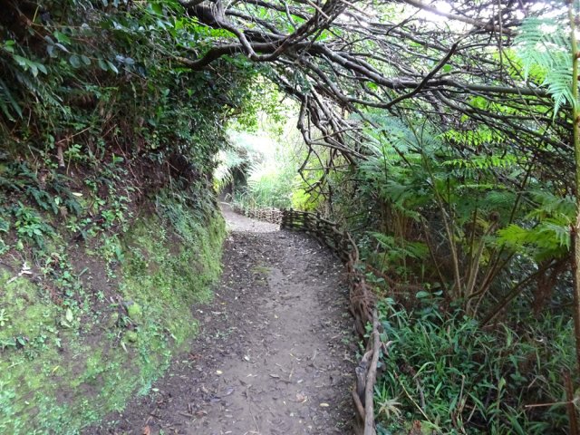 Une portion bordée de fascines de bois de goyaviers