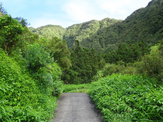 Les cousines longoses ont remplacé les curcumas