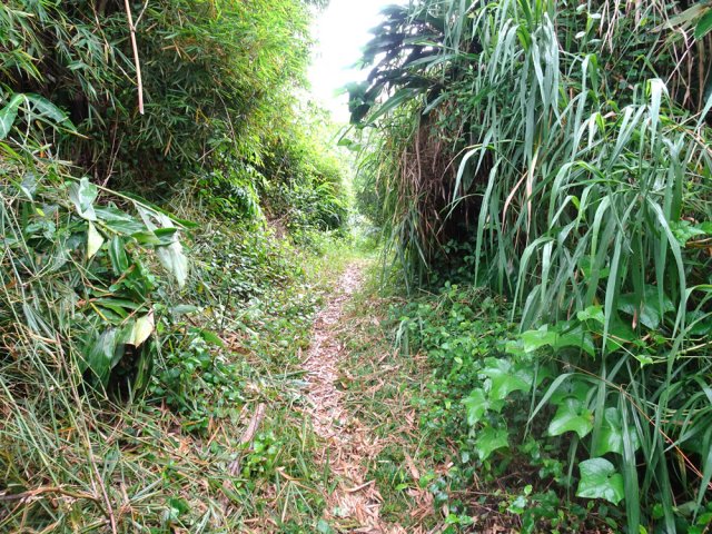 Le deuxième sentier dans les hautes herbes