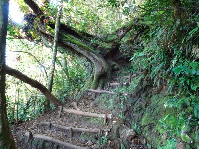 Un arbre original près d'une forte pente