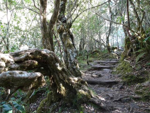 Un bois maigre tortueux à souhait en bord de chemin