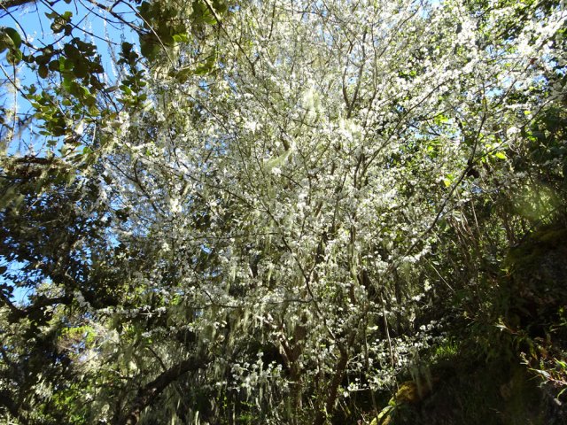 Toujours autant de pruniers aux alentours du sentier des Trois Salazes