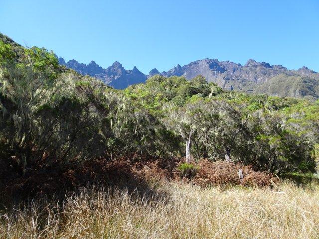 Une zone couverte de joncs vers l'ancien point de vue sur Cilaos