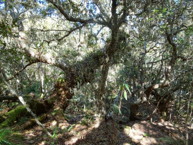 Quelques tamarins apparaissent en altitude