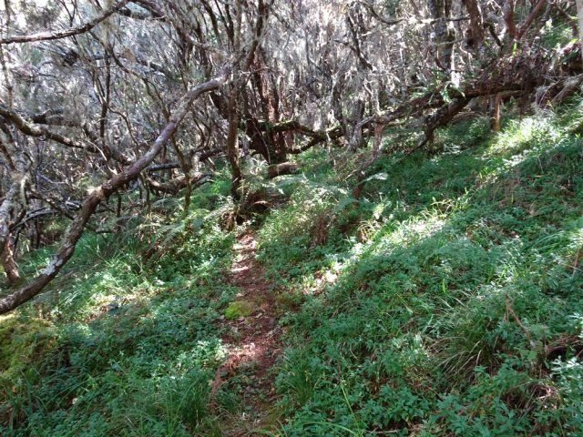 Un petit sentier remonte plus haut dans la forêt