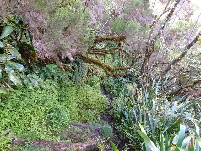 Sentier étroit, en forte pente avec hautes marches