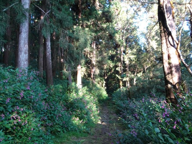 La lisière de la grande forêt de Terre Plate envahie de califons