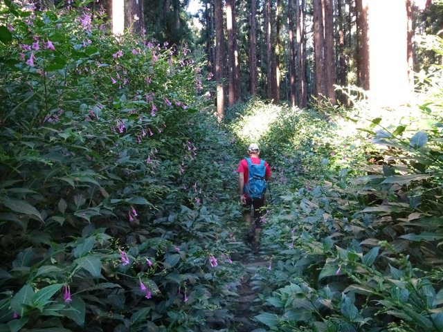 Traversée de la forêt de Terre Plate assez facile malgré la hauteur des plantes