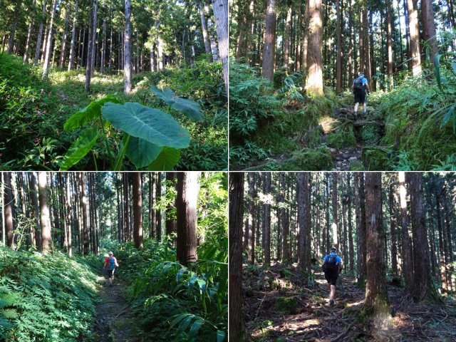 Randonnée à éviter pour les allergiques aux conifères
