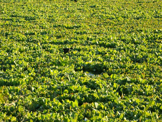 Les poules d'eau pêchent dans les laitues d'eau
