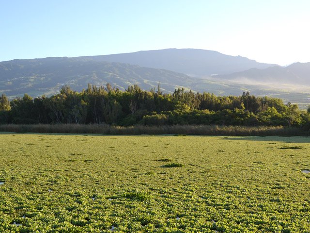 Les laitues d'eau recouvrent parfois une grande partie de l'étang