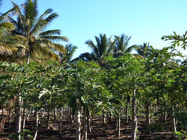 Un grand champ de papayers en rejoignant la piste cyclable