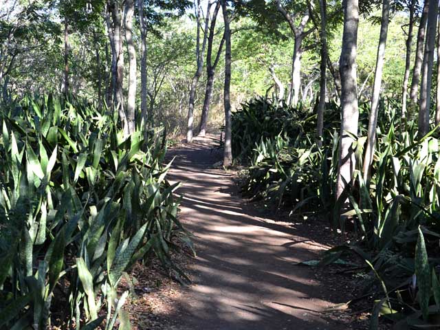 Sentier qui longe la piste cyclable et rejoint plus loin le littoral