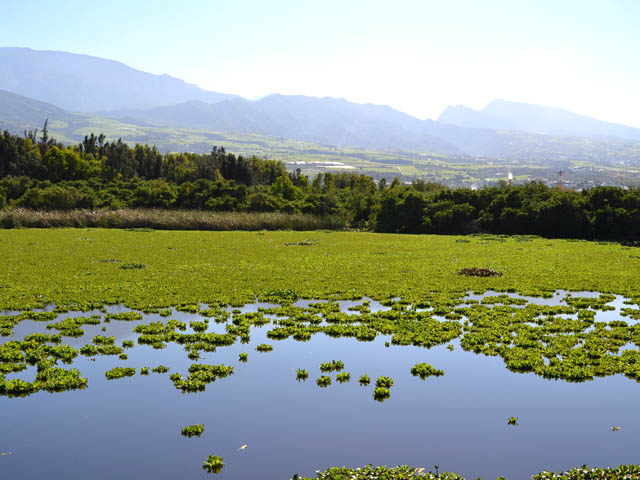 L'Etang du Gol envahi de laitues d'eau (et heureusement de beaucoup d'oiseaux)