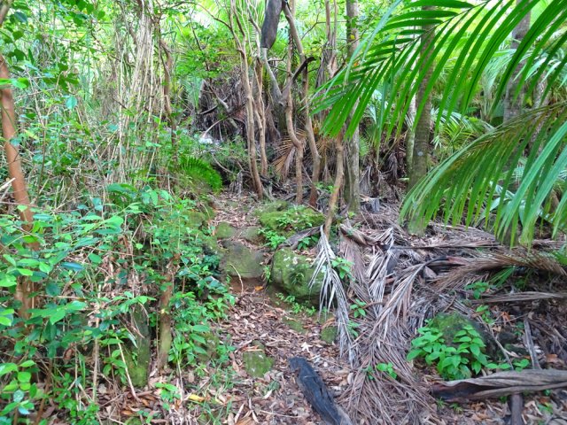 Le sentier longe des plantations de palmistes