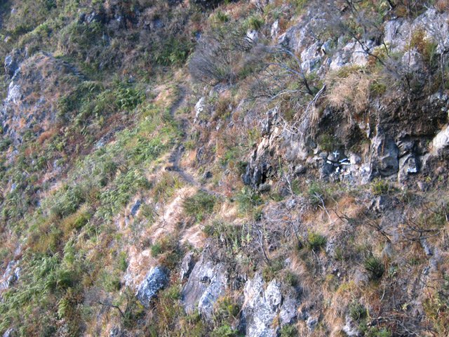 La végétation tente de survivre à travers les rochers