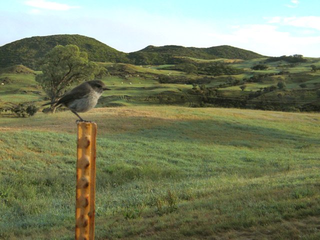 Le tectec se plait à cette hauteur malgré la fraîcheur