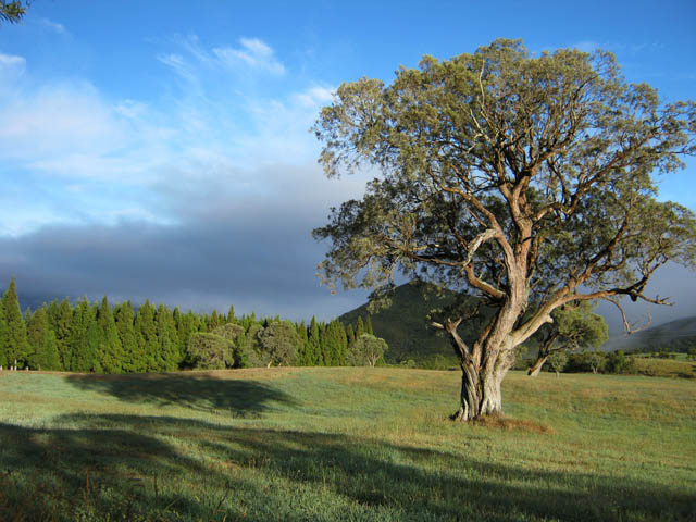 D'autres sont plus solitaires dans la prairie