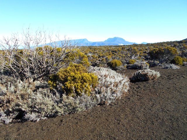 Toujours du sable et des branles verts, morts ou vivants