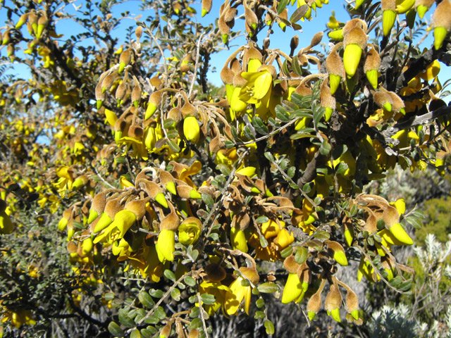 Repérer insectes et oiseaux dans les petits tamarins en fleurs