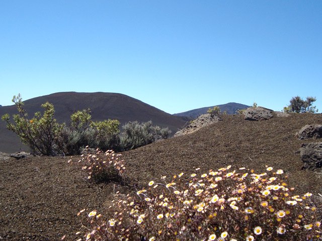 Les marguerites folles (érigéron) s'installent même en bordure de rempart