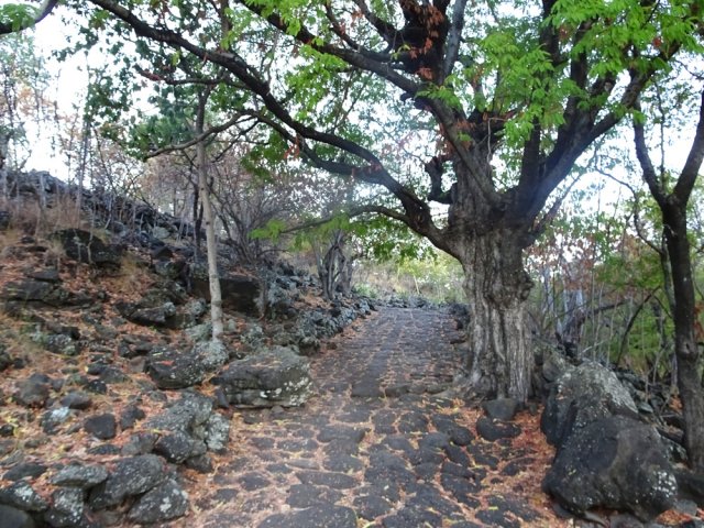 Quelques arbres mais peu d'ombre