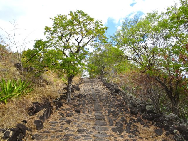 Des tamarins et des bois noirs des bas ont pris possession des pavés