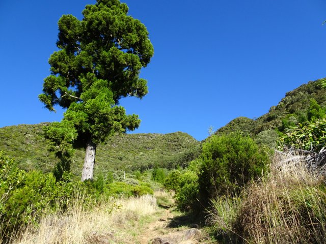 Le seul cryptomeria laissé après abattage d'une partie de la forêt