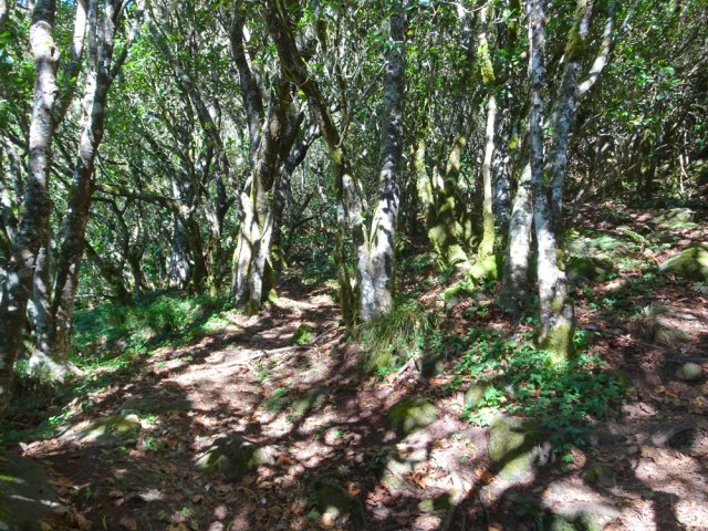 Le sentier traverse une belle forêt comportant beaucoup de mahots
