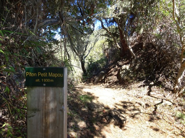 Début de la descente en arrivant au Piton du Petit Mapou