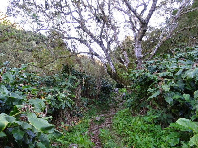 Des hectares de longoses inextricables longent le sentier