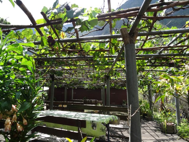 A l'ombre des treilles chargées de fruits