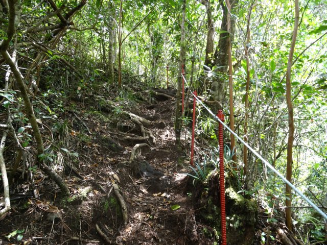 Poursuite sur des racines, le long de la ravine