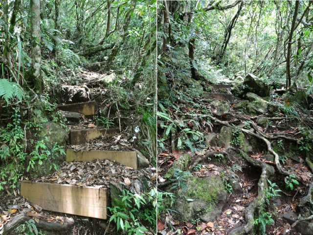 Quelques idées du sol et de la pente sur marches et racines