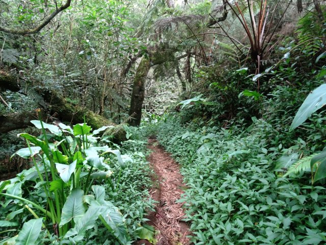 Longue et agréable jonction dans la forêt primaire envahie de jouvences