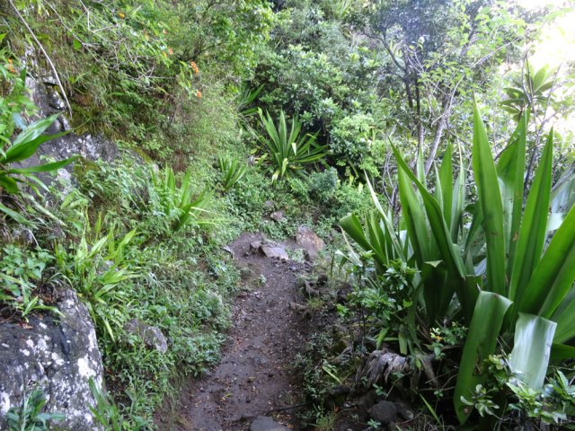 Une autre portion du sentier dans les chocas