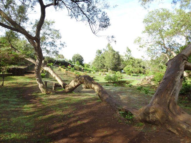 Un tamarin qui tombe est rarement un tamarin mort